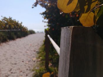 Close-up of tree