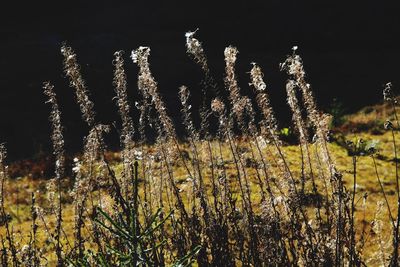 Close-up of plants