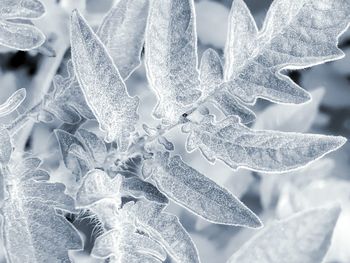 Close-up of leaves