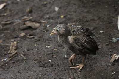 High angle view of a bird