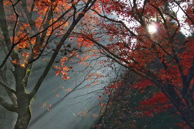 Low angle view of trees