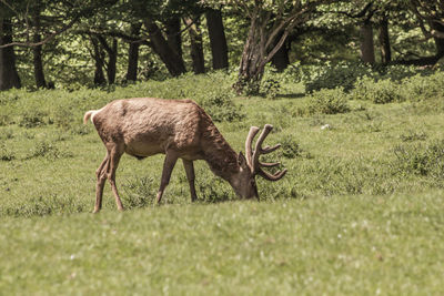 Deer in a field