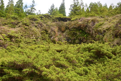 Scenic view of forest