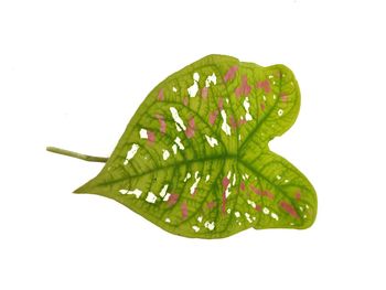 Close-up of leaf against white background