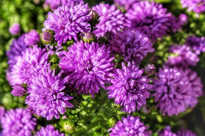 Close-up of pink flowers