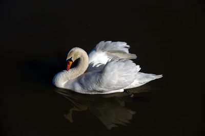 Close-up of swan in lake