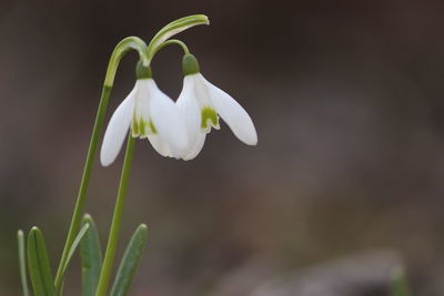 Close-up of white flower blooming outdoors