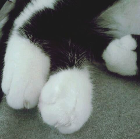 I love paws!!!