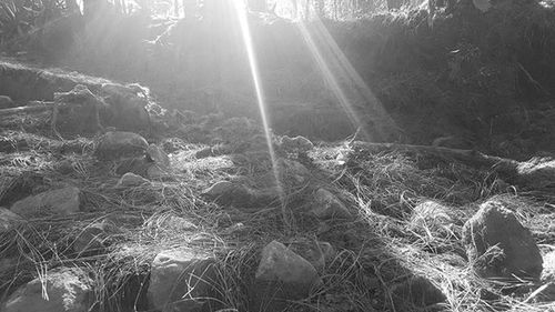 Sun shining through trees in forest