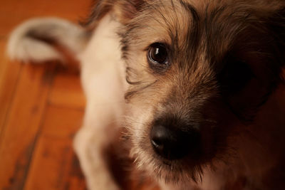 Close-up portrait of puppy at home