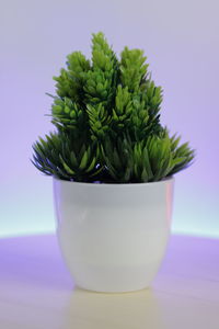 Close-up of potted plant on table