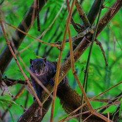 Portrait of lizard on tree