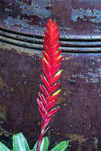 Close-up of plant against wall