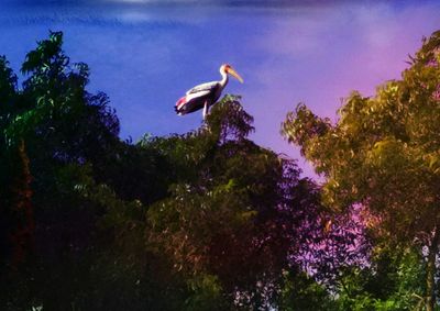 Low angle view of bird perching on tree against sky