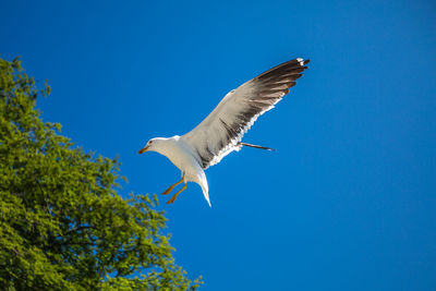 Low angle view of bird flying against clear blue sky