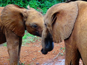 Close-up of elephant on field