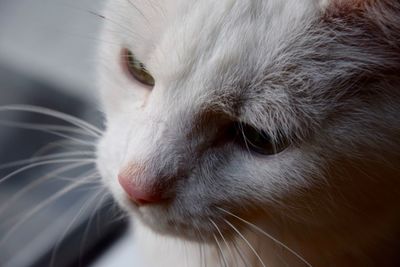 Close-up portrait of cat