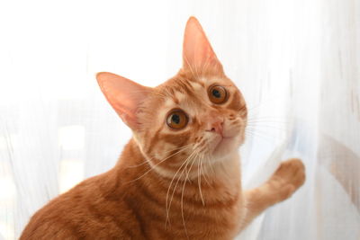 Close-up portrait of a cat