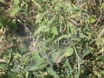 plant