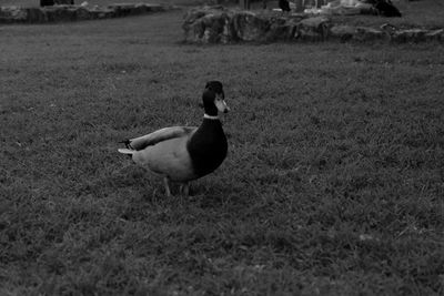 Side view of a bird on field