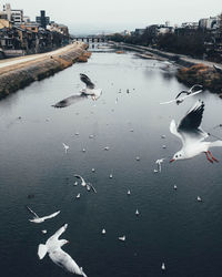 High angle view of seagulls flying over river in city
