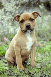 Portrait of staffordshire bull terrier sitting on field