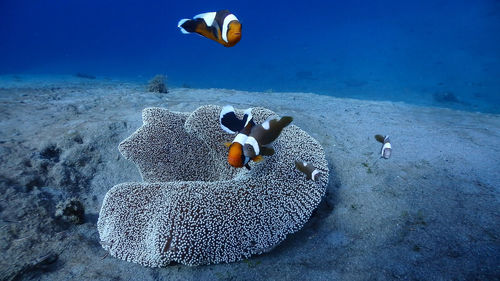 Saddleback clownfish family at pagkilatan