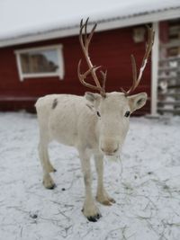 Portrait of deer standing on snow field