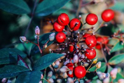 Close-up of red berries growing on tree