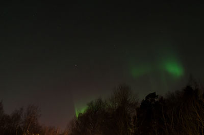 Trees against sky at night