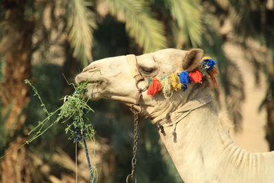 Head of camel 