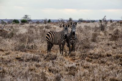 Zebras in a field