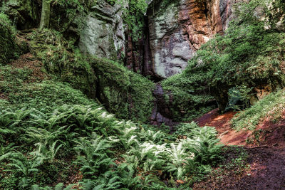 View of trees in forest