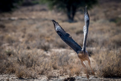 Close-up of eagle flying over field