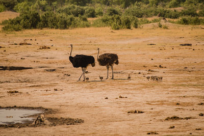 Side view of birds on landscape