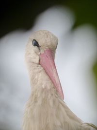 A beautiful stork in it's nest