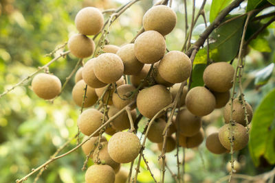 Low angle view of fruits on tree