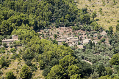 High angle view of trees and plants in forest