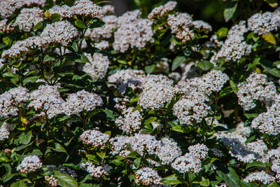 Close-up of white flowering plant