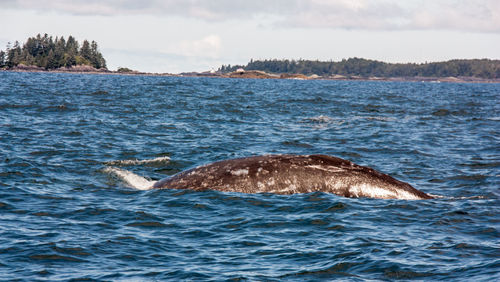 Whale swimming in sea