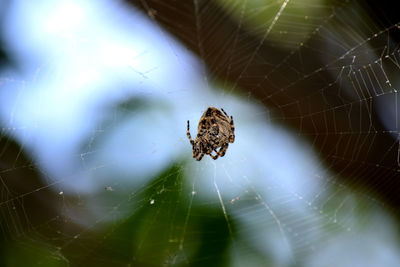 Close-up of spider on web