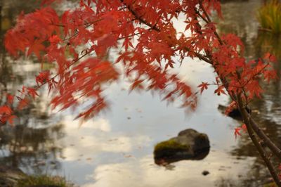 Close-up of maple leaves in lake