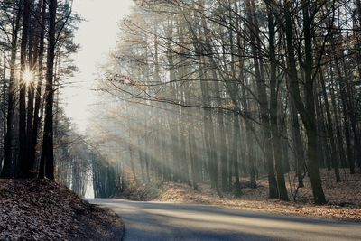 Road amidst trees in forest during winter