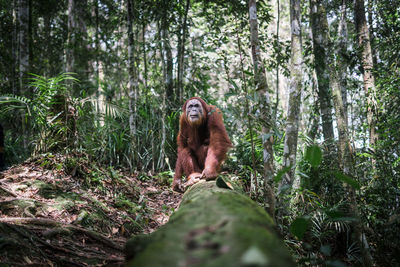 Monkey sitting in forest