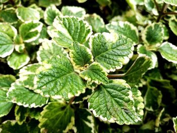 Close-up of leaves