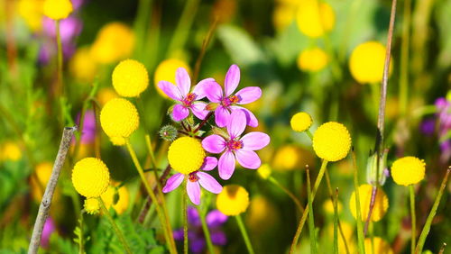 Close-up of purple flowering plants