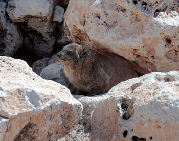 Sheep on rock