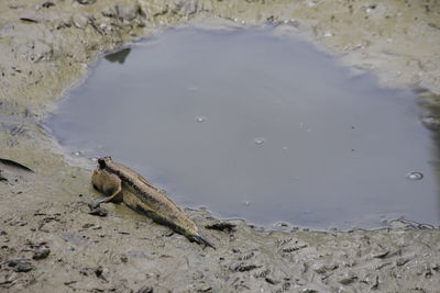 High angle view of crocodile on the beach