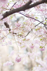 Close-up of pink cherry blossom tree