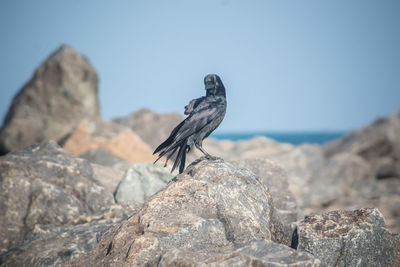 Close-up of bird perching on rock by sea against clear sky